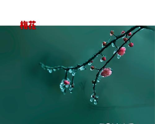 荣耀梅花山雪攻略（以雪为伴，征战）
