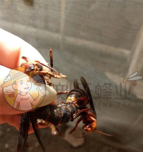 《苍蓝誓约》胡蜂详细解析（胡蜂技能属性）