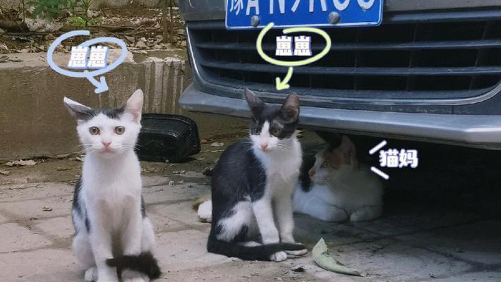 玩转得奖猫咪的游戏世界（以案件解锁）