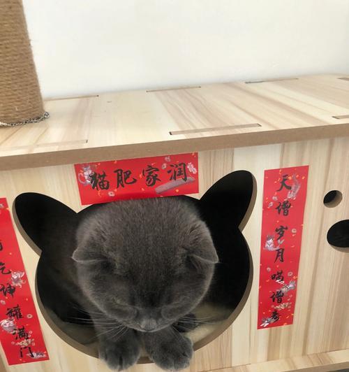 玩转得奖猫咪的游戏世界（以案件解锁）