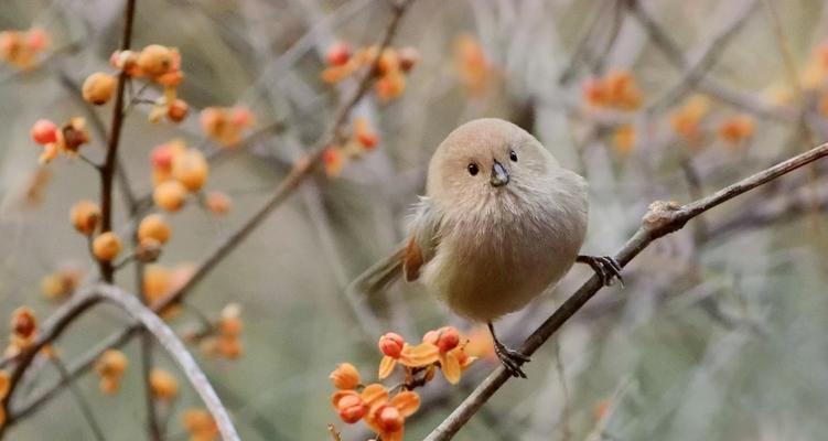 幻塔雀头薯饼菜谱怎么做？步骤和技巧是什么？