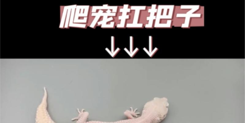 魔兽世界翔龙幼体怎么打？翔龙幼体打法是什么？