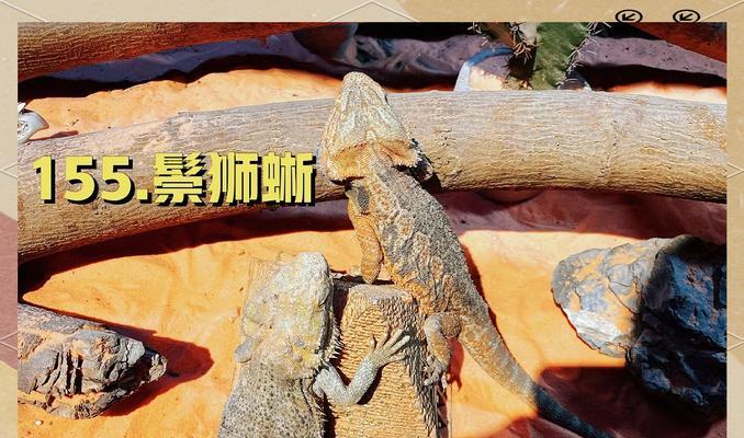 魔兽狂怒石化蜥蜴的打法有哪些？