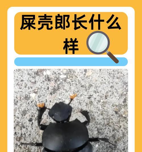 洛克王国中屎壳郎的捕捉技巧有哪些？