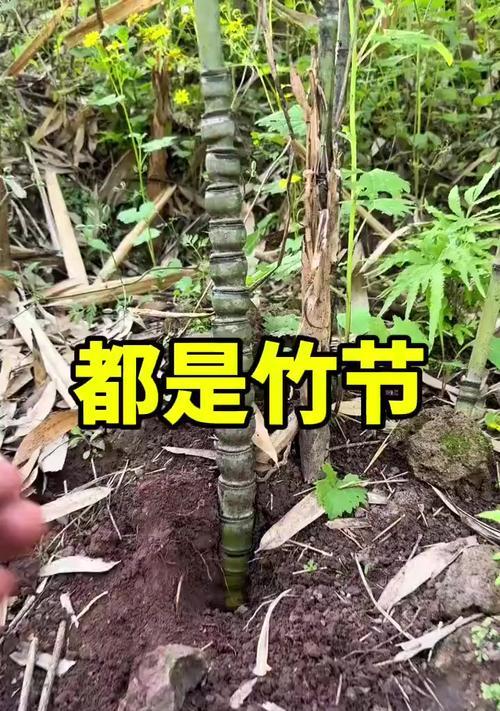丧尸模式中竹子如何获得？绝地求生中竹子的用途是什么？